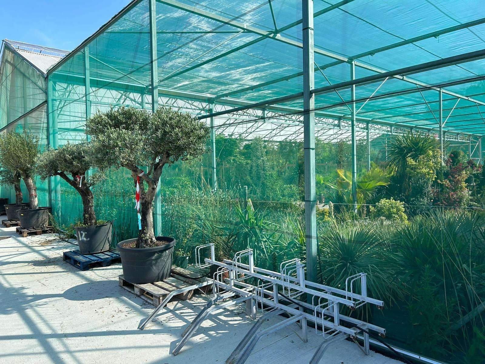 imgi 8 Ombraio piano Cliente.1 5000